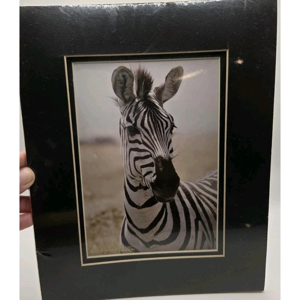 Chicago Vintage 1984 Zebra Safari Photography Sealed Striped Elegance Africa Art - Picture 2 of 11